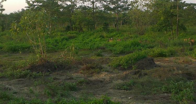 Dicht bosgebied met verschillende planten.