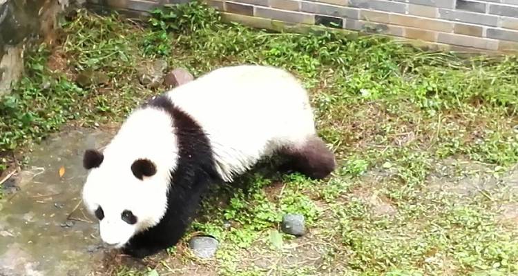 Panda lopend in een afgesloten gebied.