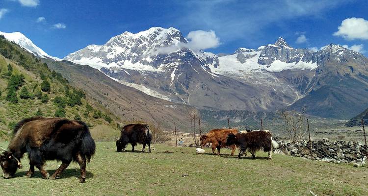 Rebaño de yaks pastando en un prado alpino con el telón de fondo nevado del Himalaya