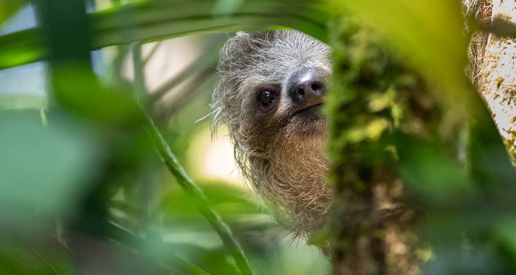 Un paresseux curieux jette un coup d'oeil derrière un tronc d'arbre mousu au milieu d'une végétation dense
