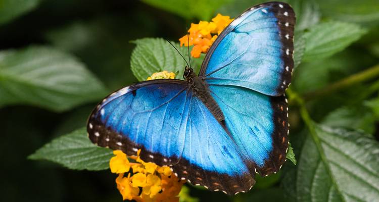 Le papillon morpho bleu au repos sur des fleurs jaunes avec un fond feuillu