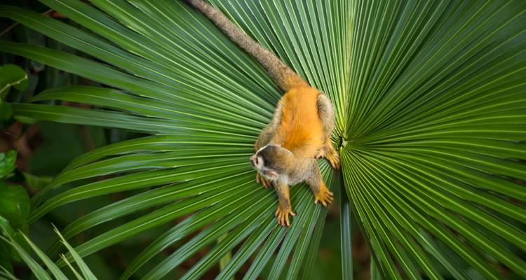 Singe écureuil étendu sur une feuille de palmier éventail haut dans la canopée de la forêt tropicale