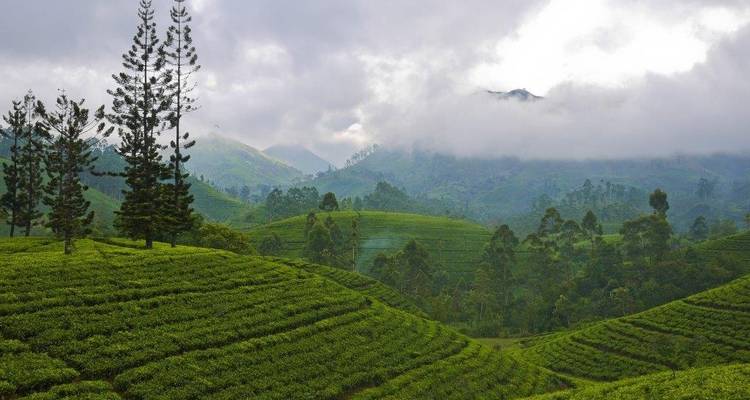 Collines ondulantes d'une plantation de thé sous un ciel nuageux.