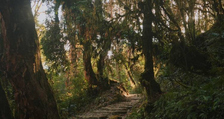 Sentier boisé à travers une forêt luxuriante et verte.