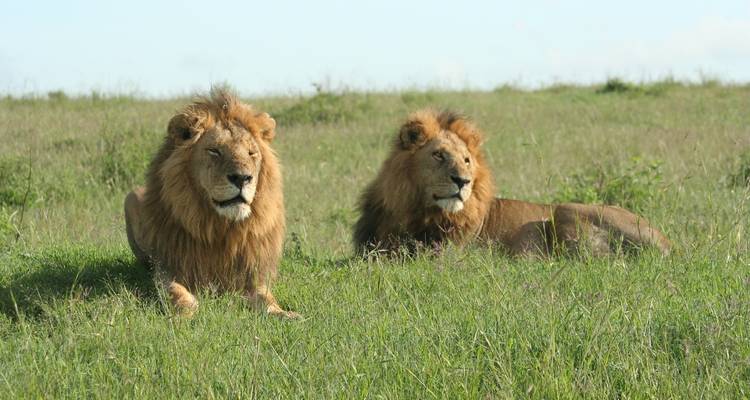 Dos leones descansando en la sabana cubierta de hierba.