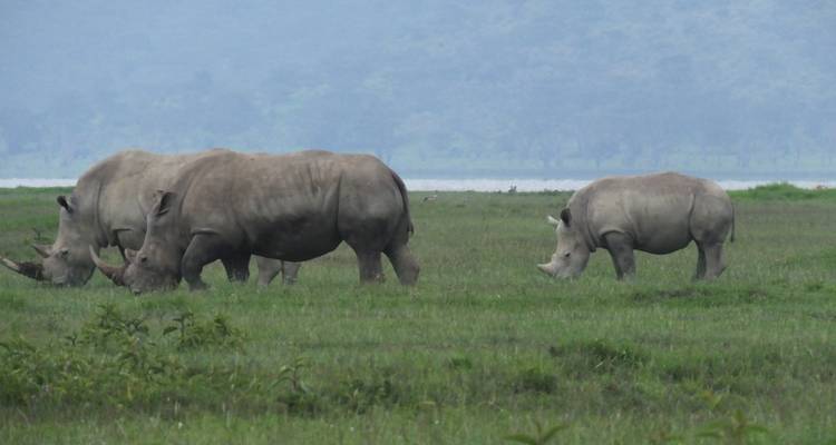 Rinocerontes pastando en la hierba en una reserva natural.
