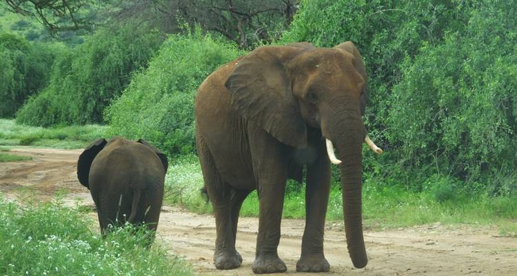Madre y cría de elefante caminando por un sendero de tierra.