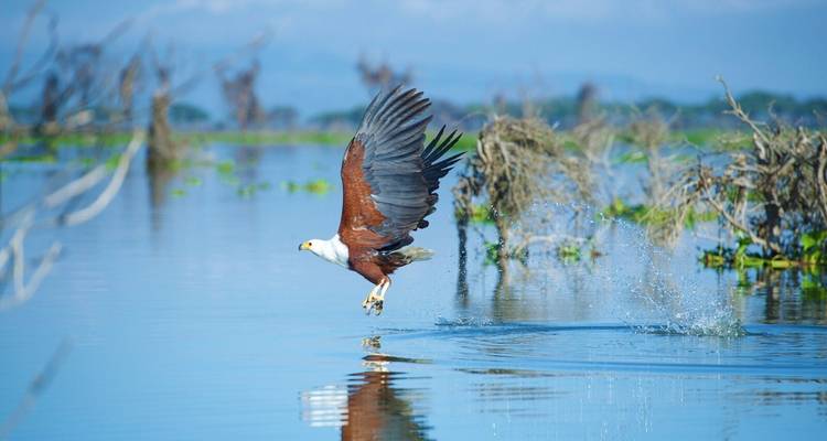 Águila agarrando un pez de un lago, efecto dramático de salpicadura.