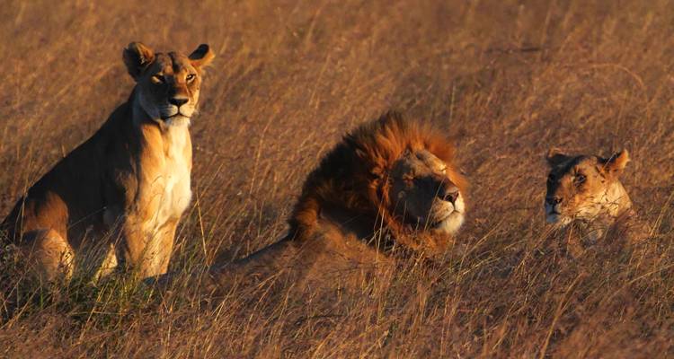Leones descansando en la hierba iluminados por una luz cálida.