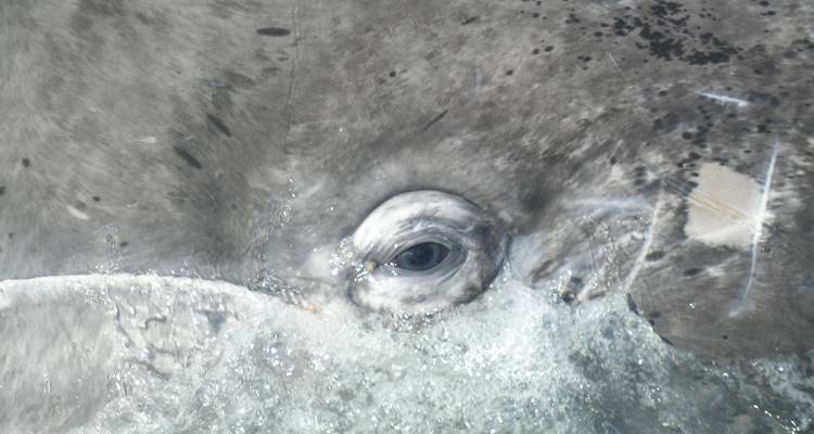 Primer plano del ojo de una ballena y texturas de la piel.