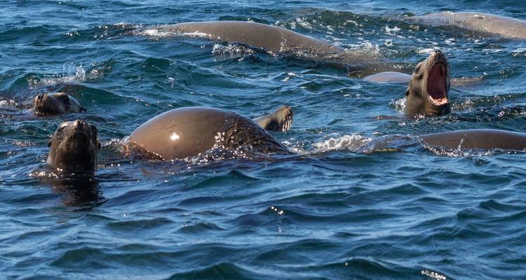 Groupe d'otaries jouant et nageant dans l'océan.
