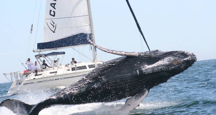 Ballena jorobada saltando cerca de un velero.