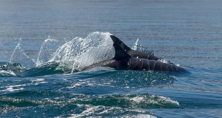Grupo de delfines nadando y chapoteando en el mar.