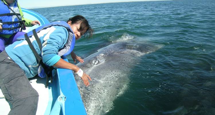 Whales & Wine - Aventuras México Profundo