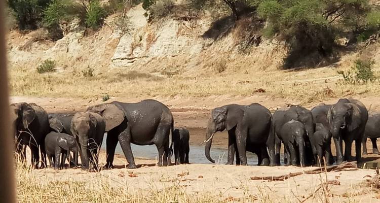 14days 13nights Climbing Mt Kilimanjaro Marangu Route and Safari follow wildebeest migration Serengeti - expedition2africa