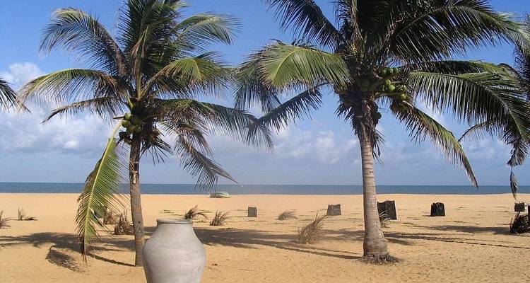 Palmeras y una maceta grande en una playa arenosa con un cielo despejado.