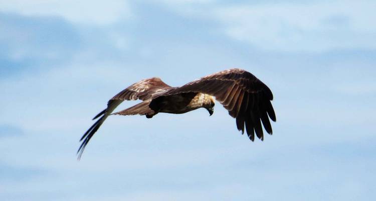 Een roofvogel die door de lucht zweeft met uitgespreide vleugels.