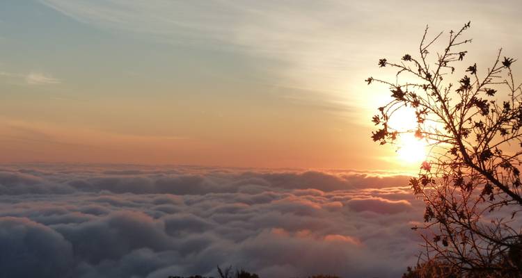 Sunset over a sea of clouds with a tree silhouette.