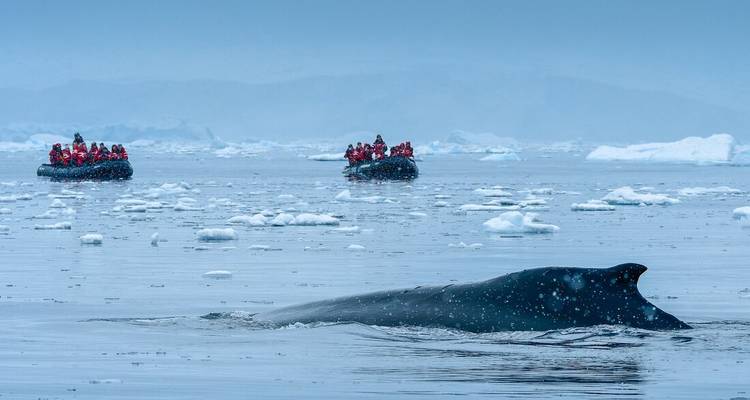 Toerbootjes vol passagiers in rode jassen kijken naar een opduikende walvis te midden van drijvend Antarctisch ijs.