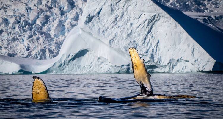 Twee bultrugwalvisstaarten en borstvinnen doorbreken het wateroppervlak in ijzig water tegen een achtergrond van torenhoge ijskliffen.