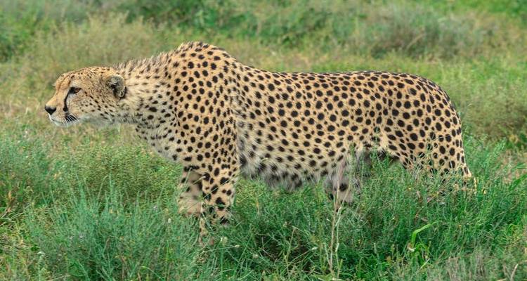 Guépard debout dans une zone herbeuse, tourné de profil.