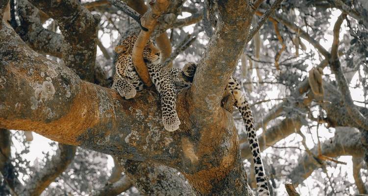 Léopard se reposant sur une branche d'arbre avec un effet de lumière tachetée.