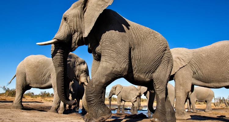 Gros plan en contre-plongée d'éléphants d'Afrique se désaltérant à un point d'eau sous un ciel bleu profond.