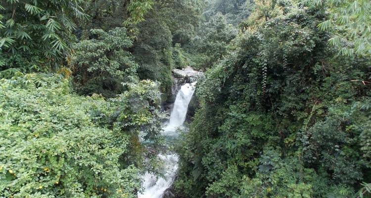 Waterfall hidden within lush green foliage.