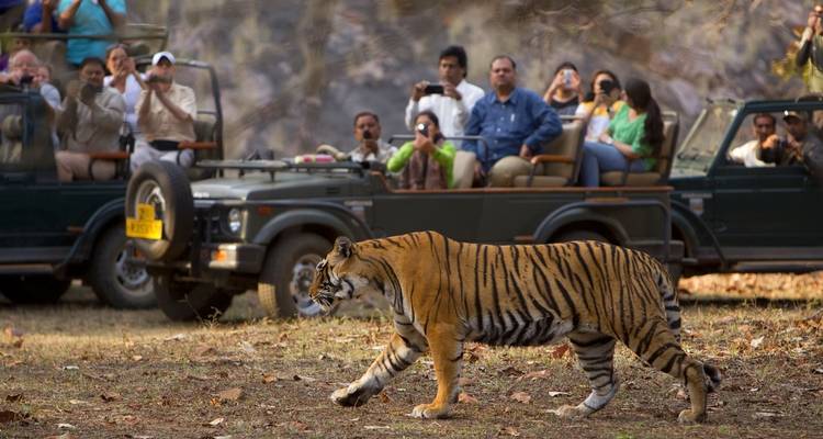 Tigre marchant devant des touristes en safari.