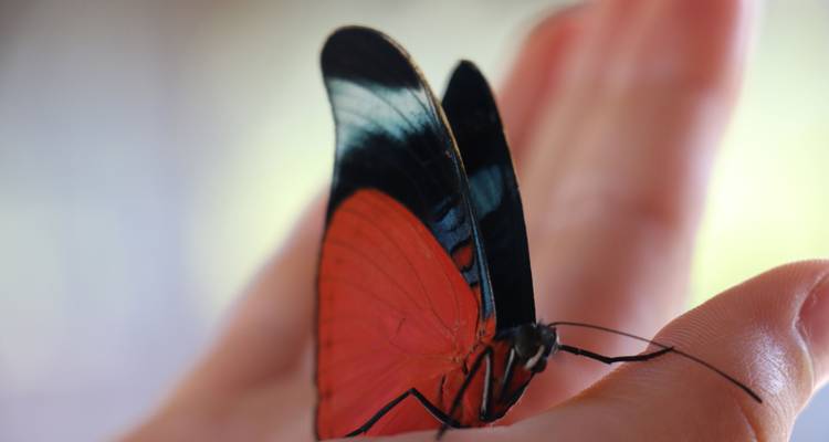 Primer plano de una mariposa en la mano de una persona.