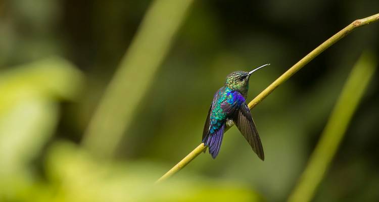 Colibri coloré se reposant sur une branche fine sur un fond vert flou.