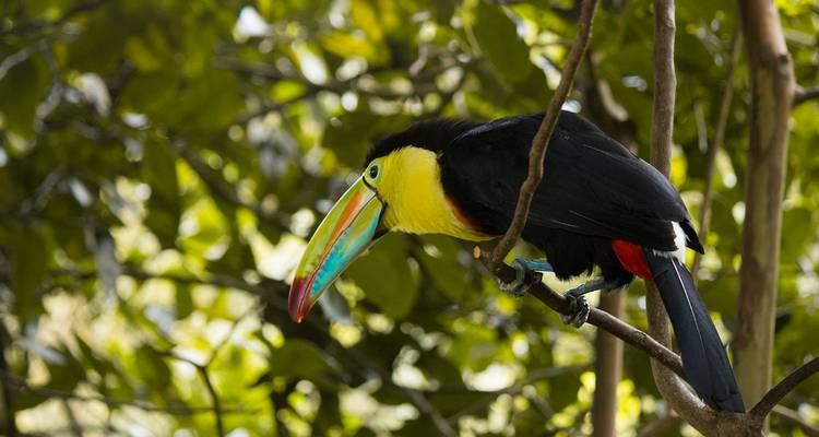 Une vue de corps entier d'un toucan en équilibre sur une branche au milieu d'un feuillage luxuriant.