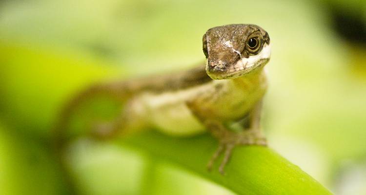 Gros plan d'un petit lézard brun perché sur une tige verte avec un arrière-plan flou.
