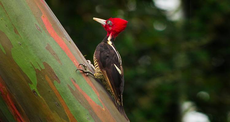 Pic à crête rouge éclatant s'accrochant à un tronc d'arbre multicolore dans la jungle.
