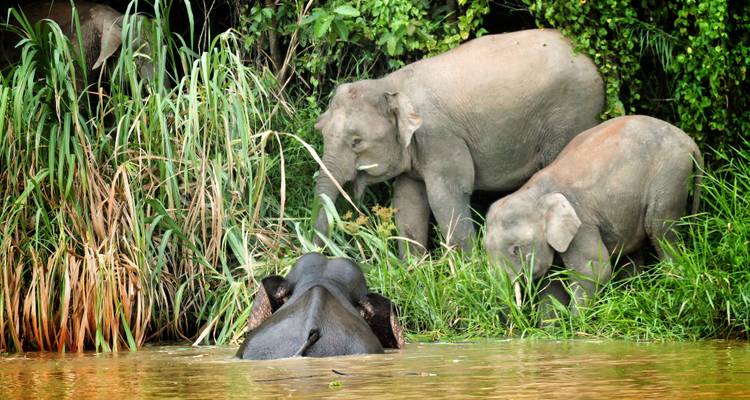 Sandakan Explorer Safari - Asian Overland Services Tours & Travel