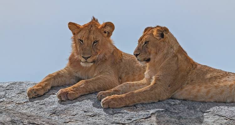 Two lion cubs resting on rocks.