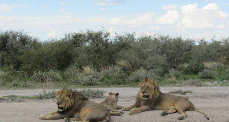 6 Days Etosha, Swakopmund and Sossusvlei Namibian Safari (Camping) - Enrico's Safaris