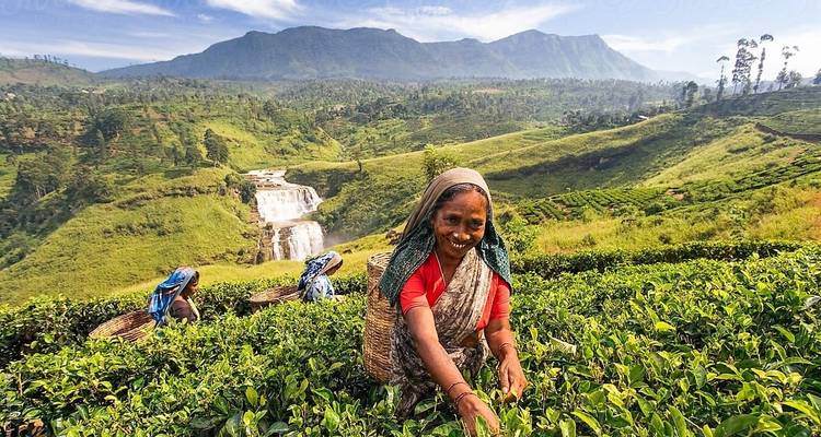Frau pflückt Teeblätter mit einem Wasserfall und Bergen im Hintergrund.