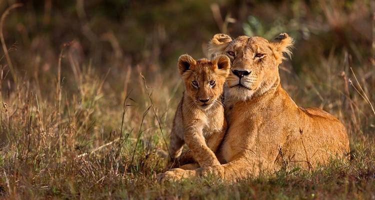 Lioness lounging in tall grass with her playful cub nuzzling close.