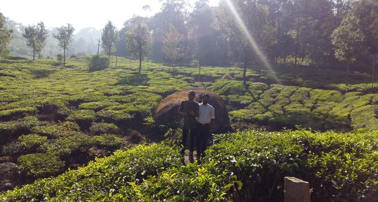 Zwei Menschen in einer üppigen grünen Teeplantage.