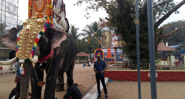Geschmückter Elefant mit einer Person daneben.