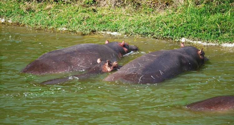 Hippopotames immergés dans l'eau dans un environnement naturel.