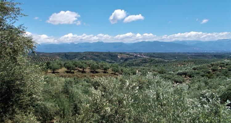 Panoramablick auf eine bergige Landschaft mit Olivenbäumen.