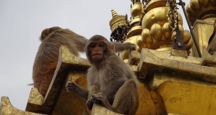 Deux singes assis sur une structure de temple dorée.