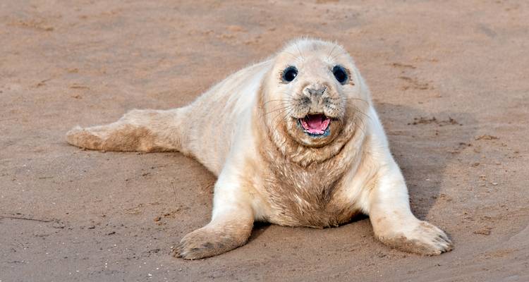 Flora and Fauna in the Scillies - Prestige Holidays