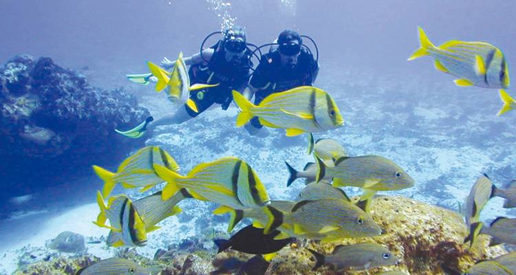 Plongeurs sous-marins entourés de poissons colorés sous l'eau.