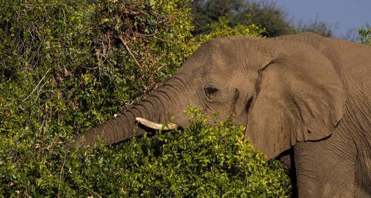 Stars of South Africa 2020 - AmaWaterways