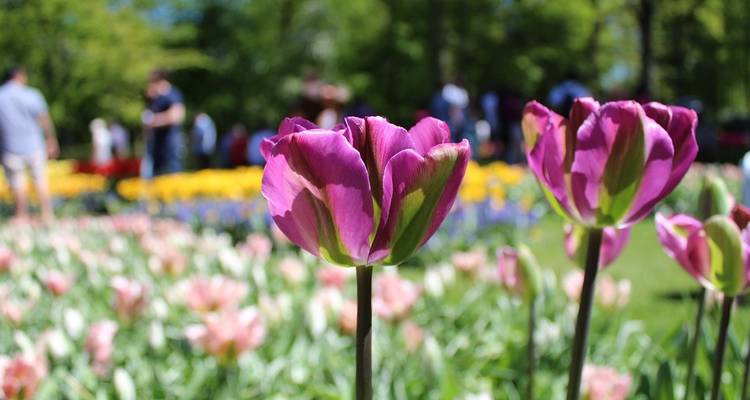 Tulip Time Cruise - Avalon Waterways