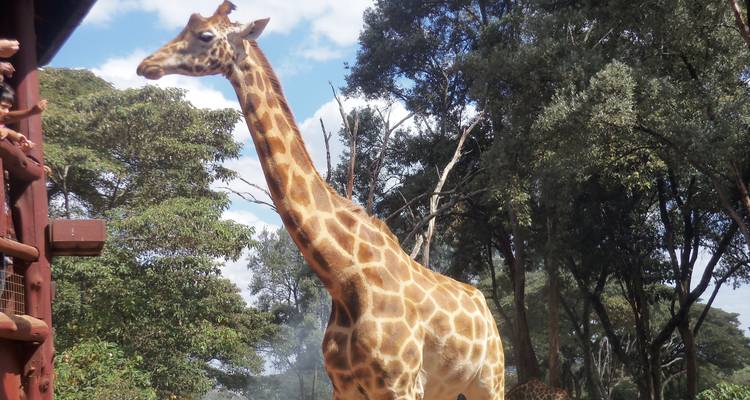 Eine Nahaufnahme einer Giraffe mit Bäumen und klarem Himmel im Hintergrund.