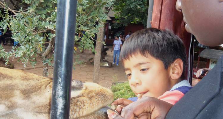 Ein Kind füttert eine Giraffe mit Hilfe eines Erwachsenen.